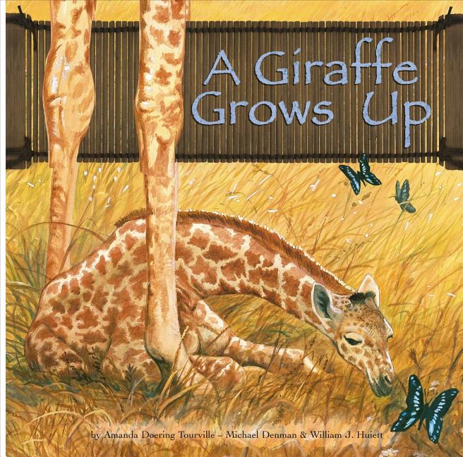 A Giraffe Grows Up