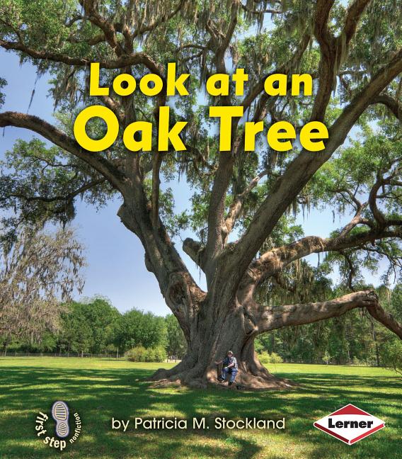 Look at an Oak Tree